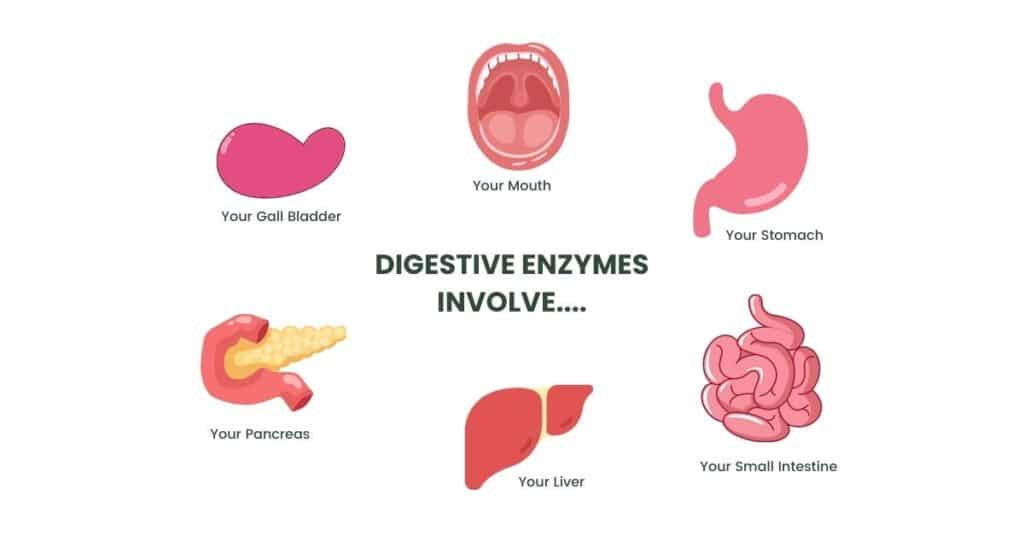 graphic chart with title Digestive Enzymes Involve... and several graphics with text, including Your Mouth, Your Stomach, Your Small Intestine, Your Liver, Your Pancreas, and Your Gall Bladder