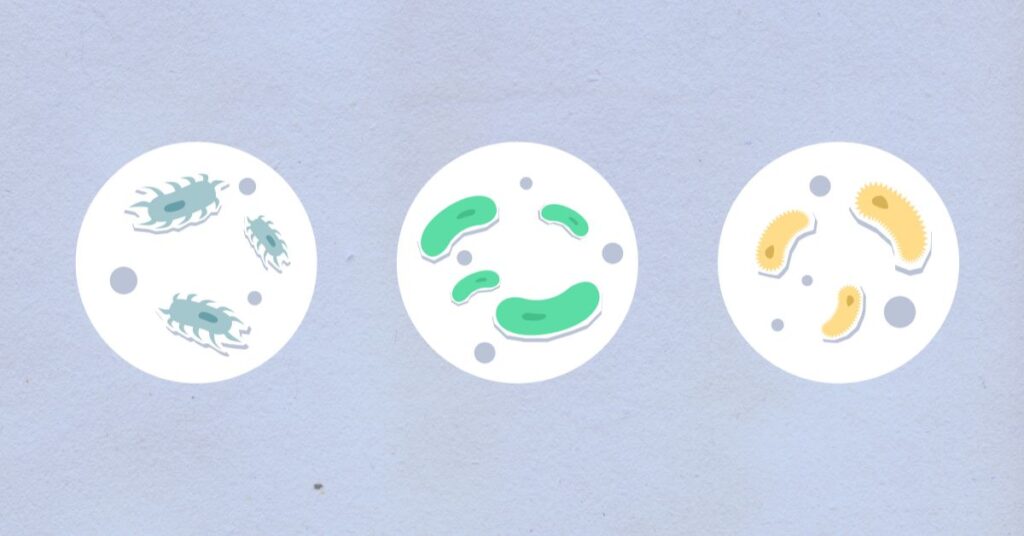 Paper cut illustration of three petri dishes of different colored bacterias, Hack Your Health